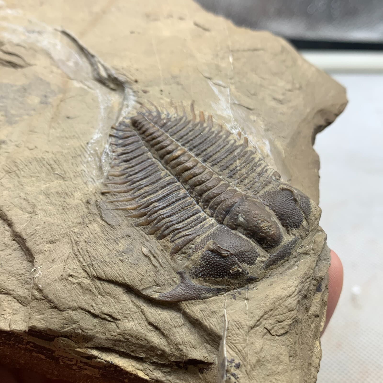 520g Late Middle Cambrian trilobite fossils from Shandong 3