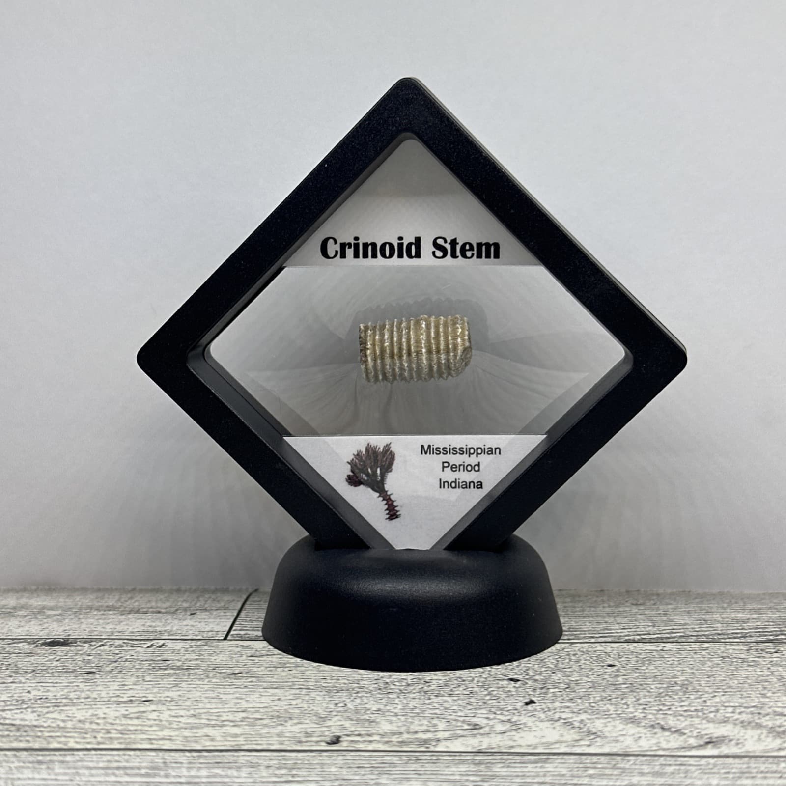 Crinoid Stem Fossil from Indiana in Display Case 2