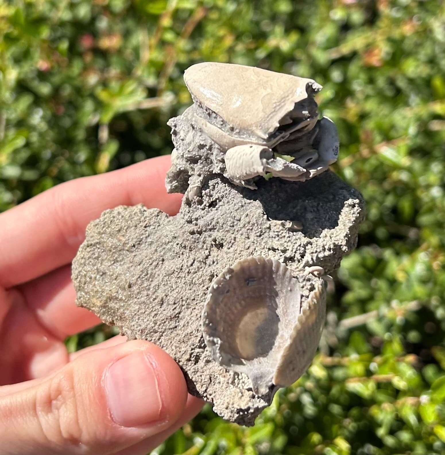 Florida Fossil Crab in Matrix Ranilia muriceta Pliocene Age Crustacean Rare 5