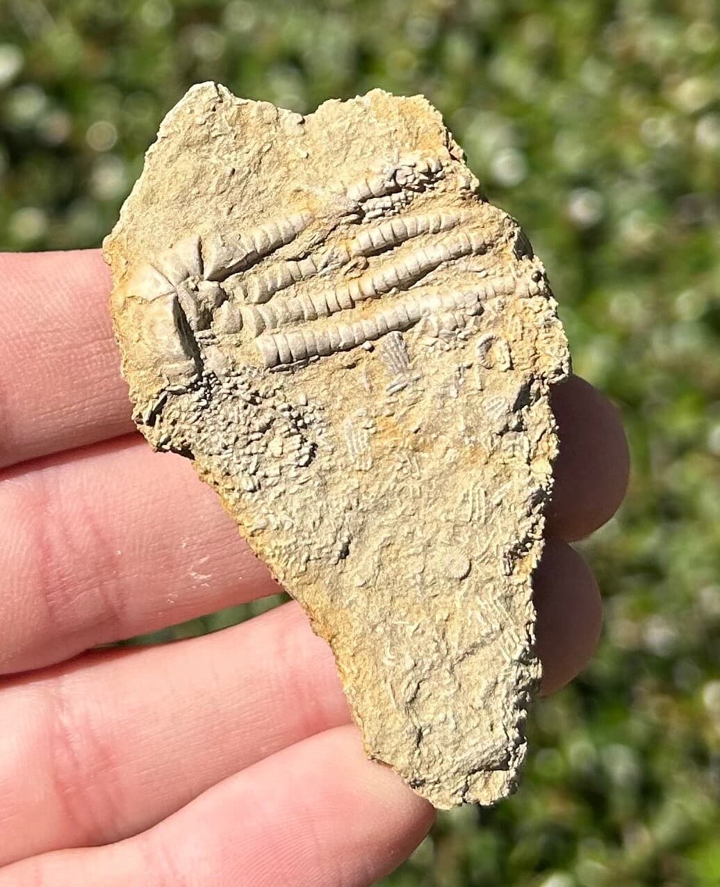 NICE Fossil Crinoid in Matrix Pentaramacrinus Alabama Bangor Limestone Formation 2