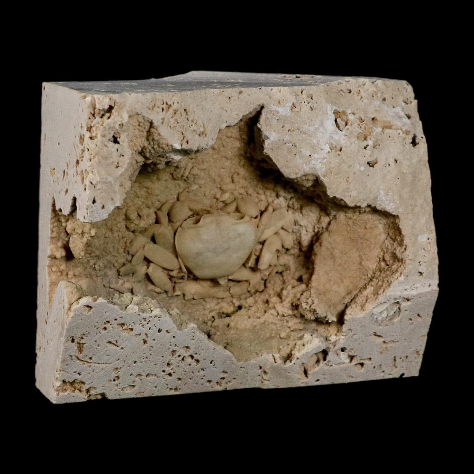 2.2" Potaman Sp Fossil Freshwater Crab In Travertine Denizli Basin Southwest 4