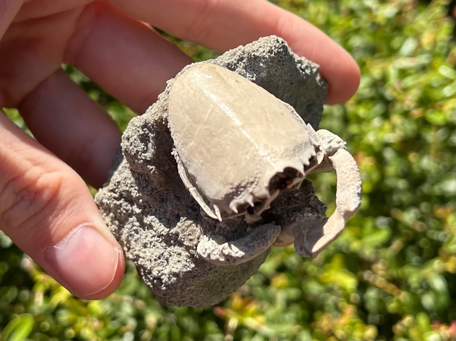 Florida Fossil Crab in Matrix Ranilia muriceta Pliocene Age Crustacean Rare 3