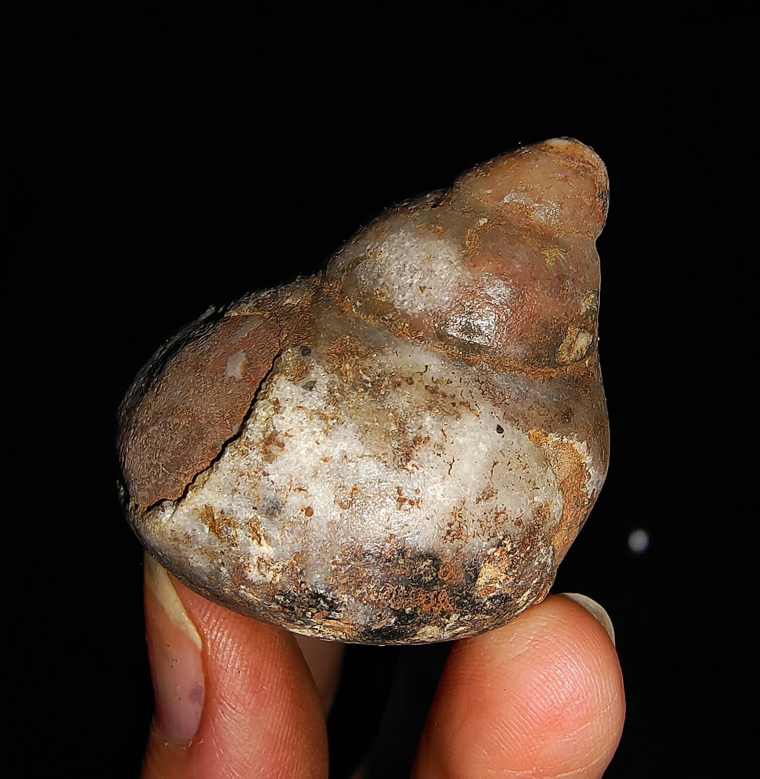 SEA SHELL, GASTROPODA, RARE BIG SNAIL FOSSIL FROM TIMOR, INDONESIA, 43MM 4