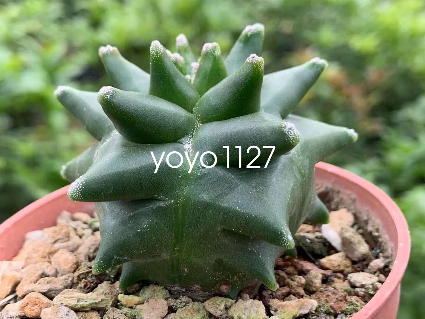 Astrophytum myriostygma 'Kikko' Seedgrown Raresuculents plants 5-7CM 6