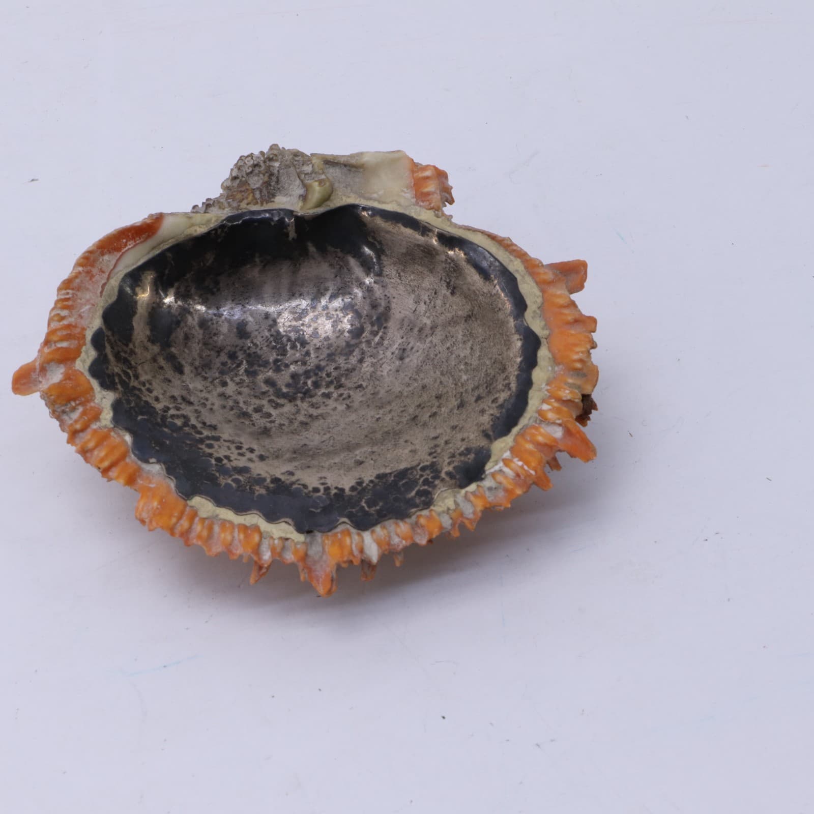 Graziella Laffi 925 Peru Red Spiney Oyster Shell with Sterling Silver Lining 2