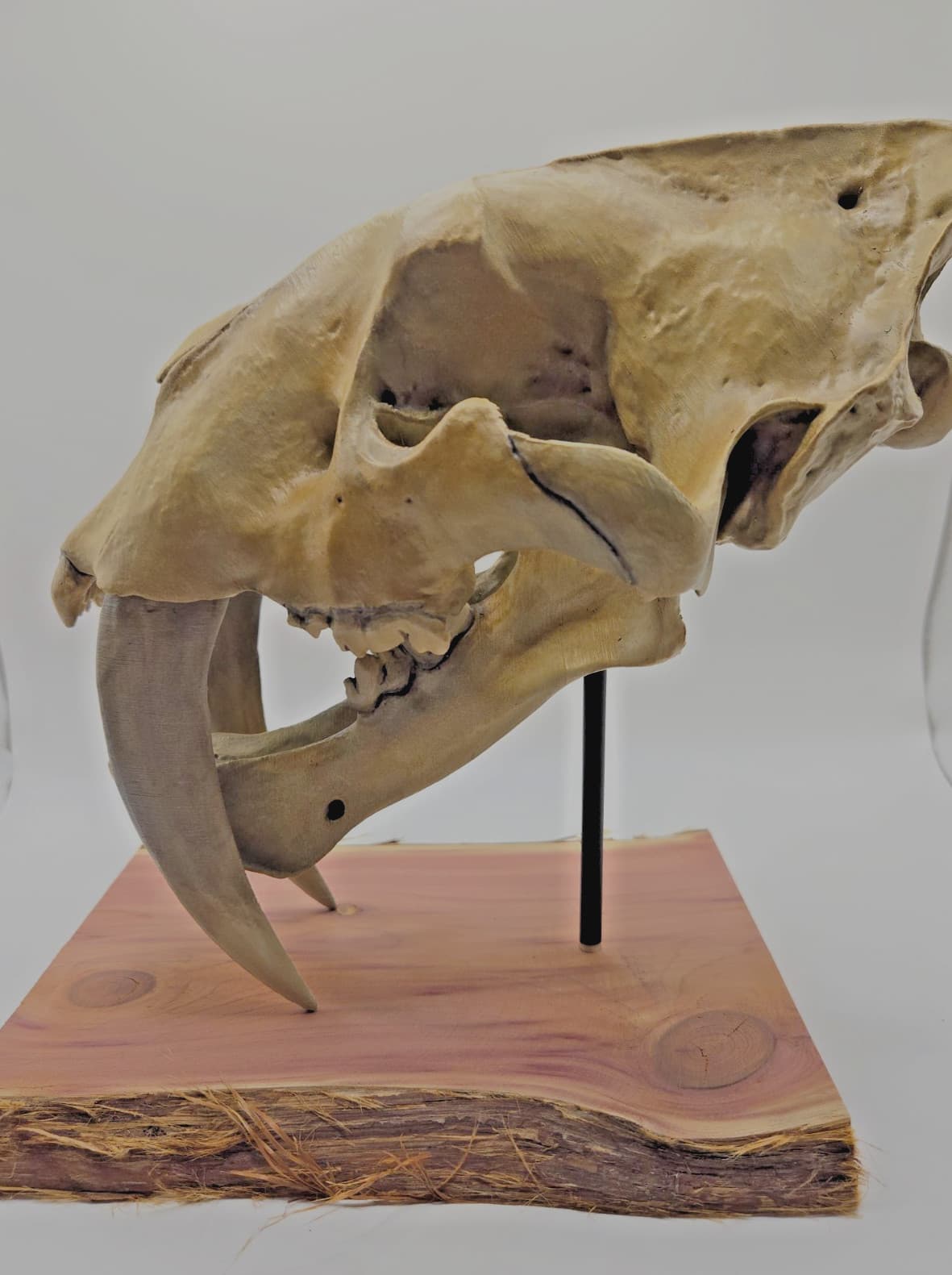 3D Printed Saber Tooth Tiger Skull – Hand-Painted Smilodon Fossil Replica 3