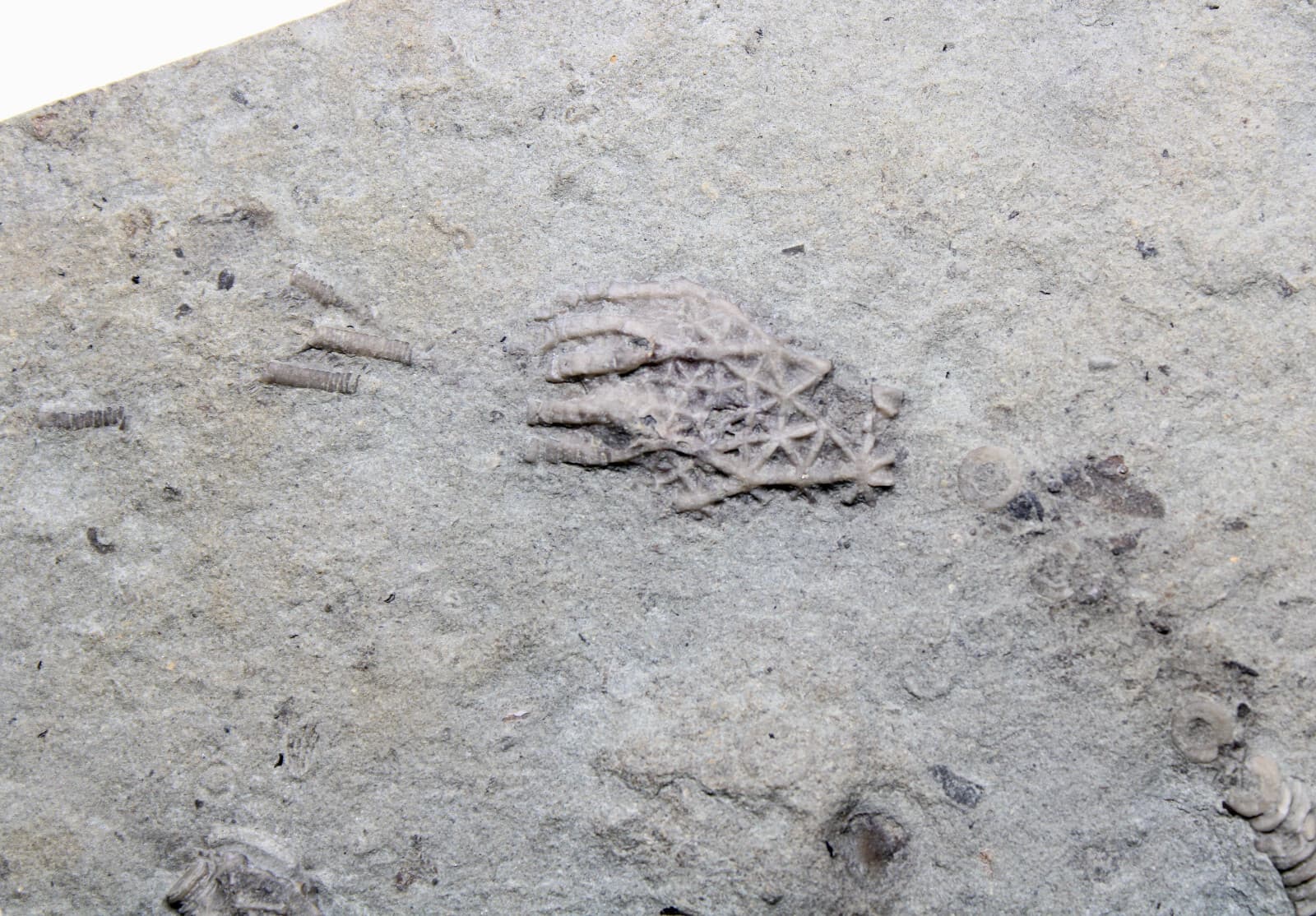 Glyptocrinus decadactylus Crinoids & Scolecodonts KY Ordovician Fossils 3