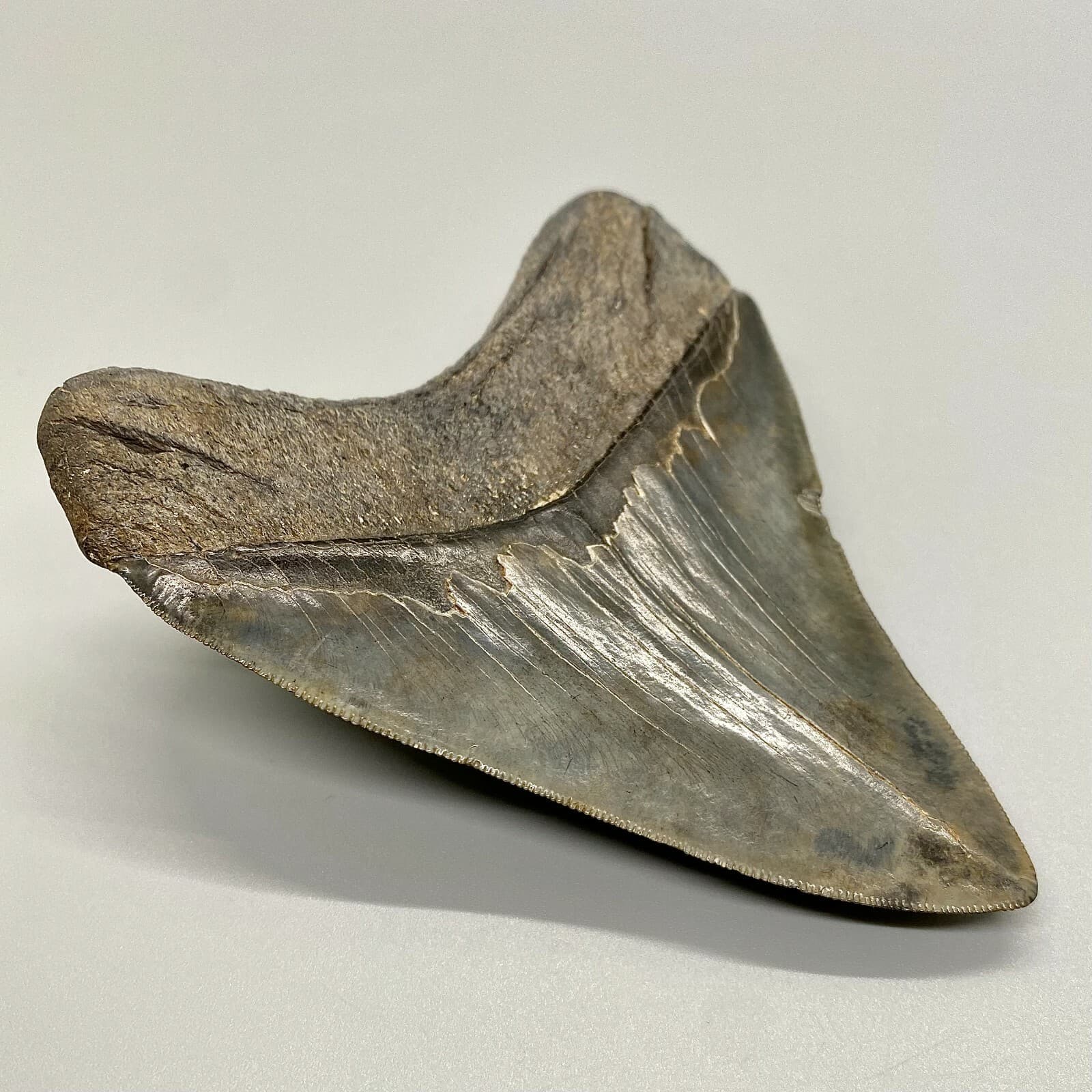 Awesome Shape/High Quality 4.40" Sharply Serrated Fossil MEGALODON Shark Tooth 4
