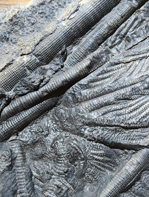 Natural Scale Hairy Sea Lily Elegants Sea Lily Silurian Devonian 9.0×11.1×2.0cm 2