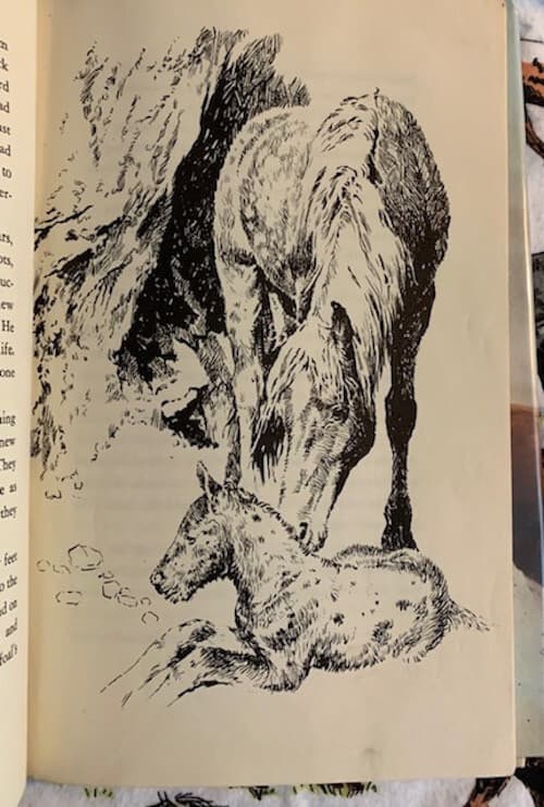 A Horse Called Dragon POA Pony of Americas Lynn Hall 1971 1st Printing HB ex-lib 4