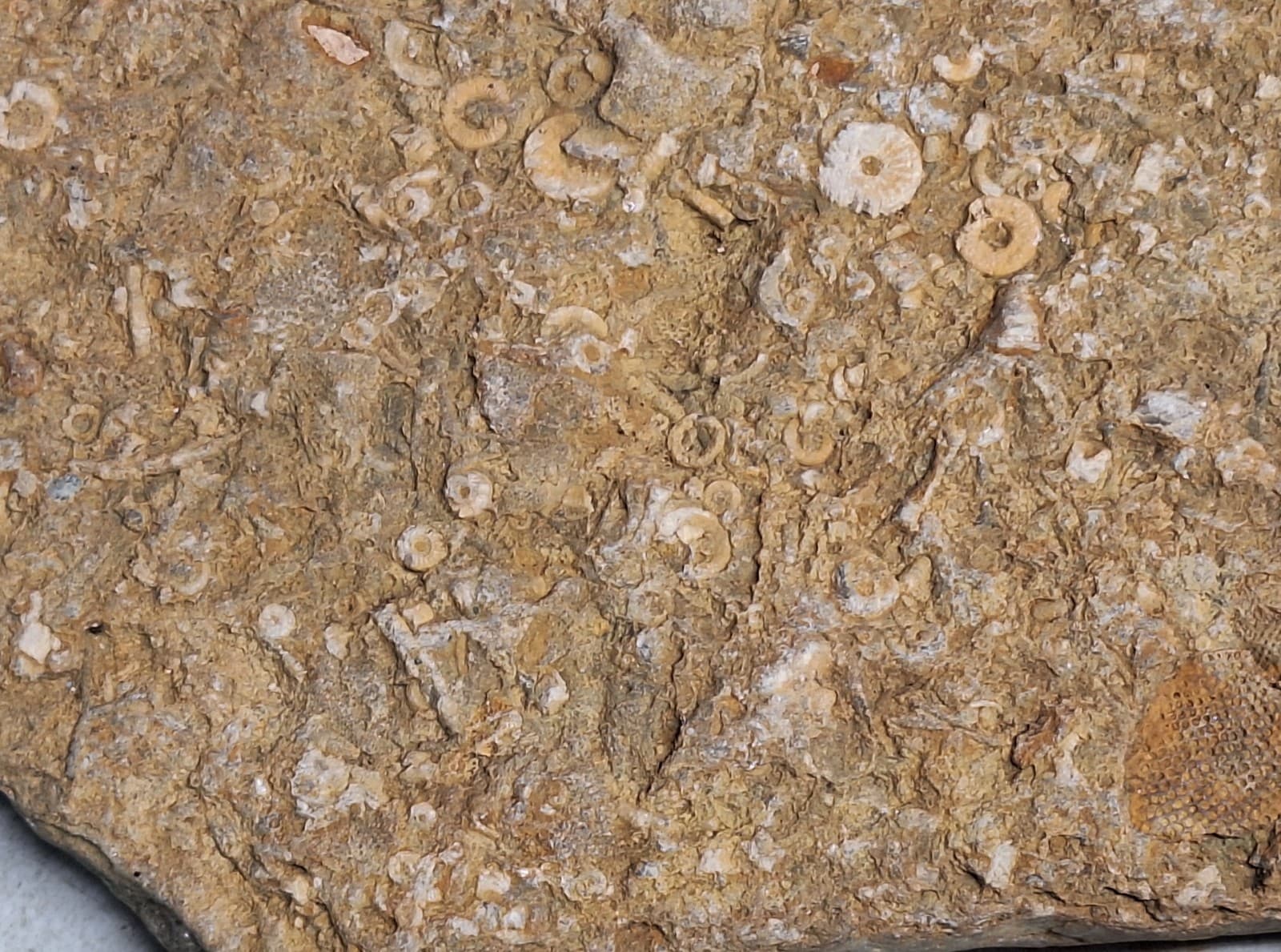 Fossil Hash Plate Brachiopod Coral Crinoid In Limestone Devonian Period Michigan 2