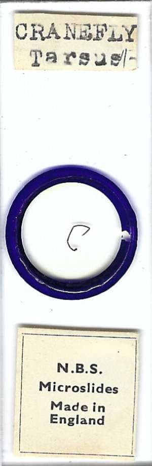 Cranefly Tarsus Microscope Slide by N.B.S.