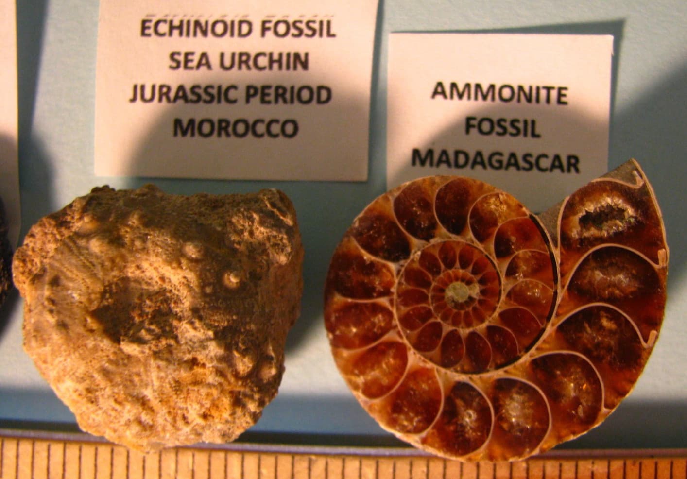 7 FOSSILS OTODUS OBLQUUS GREAT WHITE SEA URCHIN ORTHOCERUS AMMONITE GASTROPO#143 3