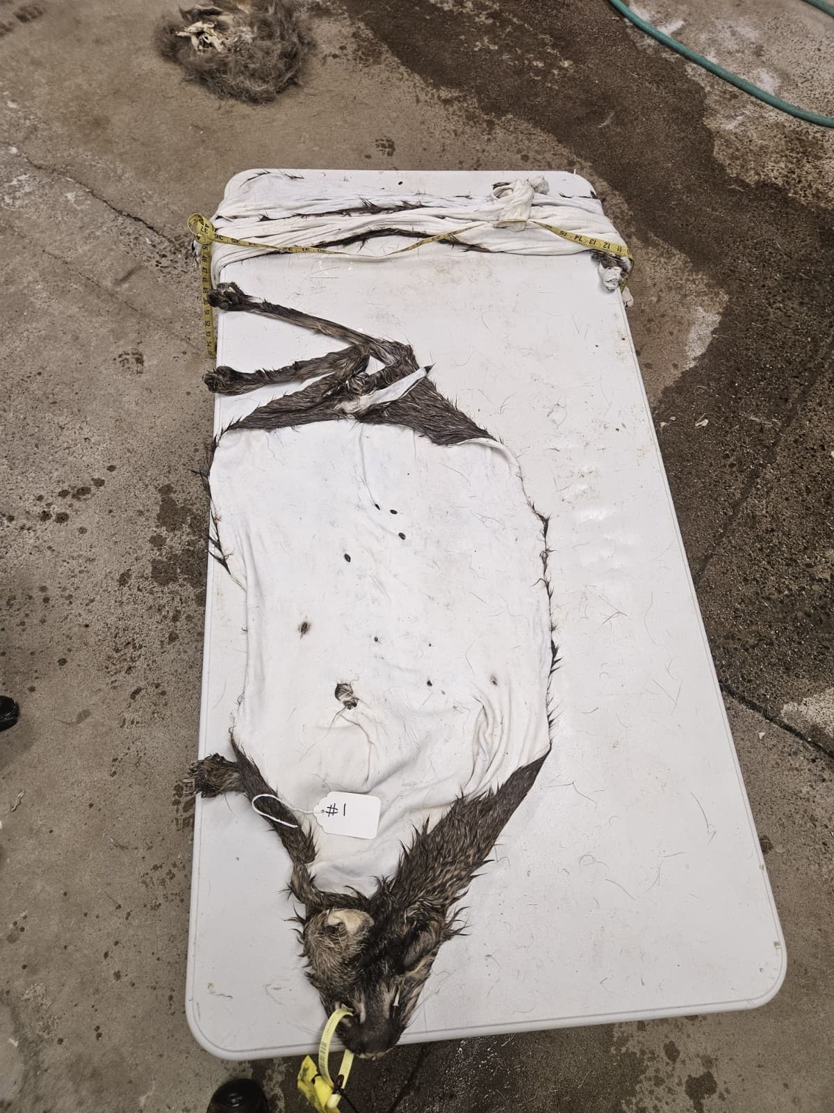 Taxidermy Wet Tanned Bobcat Mountable Hide Cape Horns 2