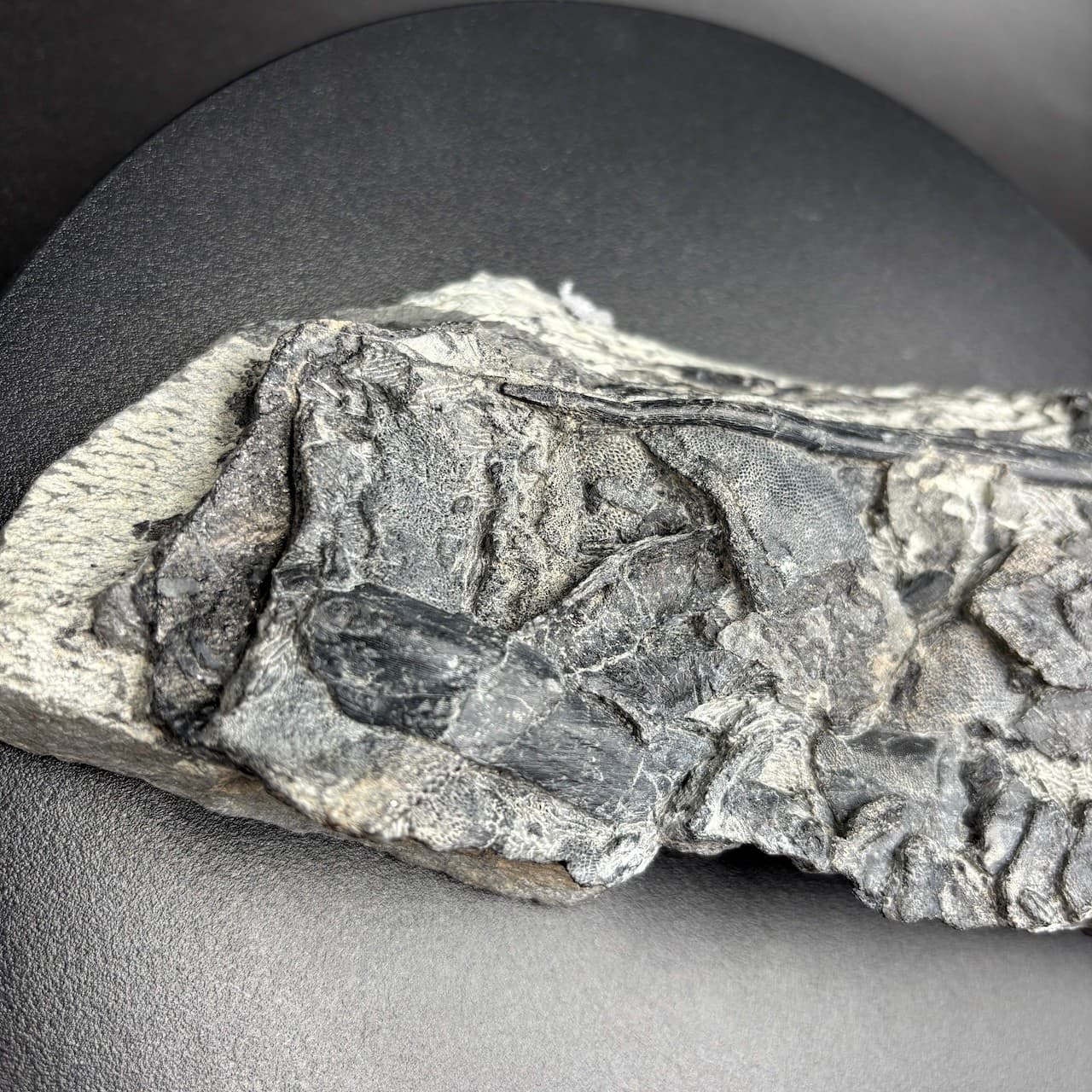 Rhinopteraspis dunensis fossil fish - Devonian Germany - 23 cm 4