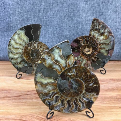 top! Natural ammonite fossil conch Crystal specimen healing+stand 1PC 200g+ 2