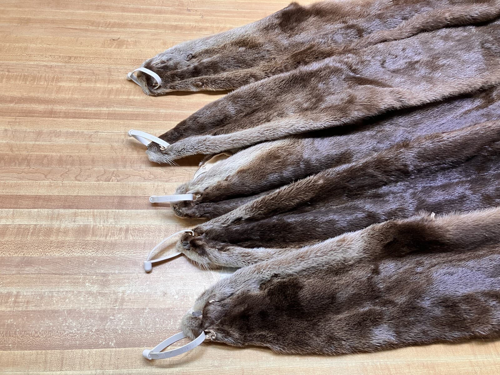 Tanned  River Otter Hide Beautiful With the Feet Trapping ID Tag Pink 2