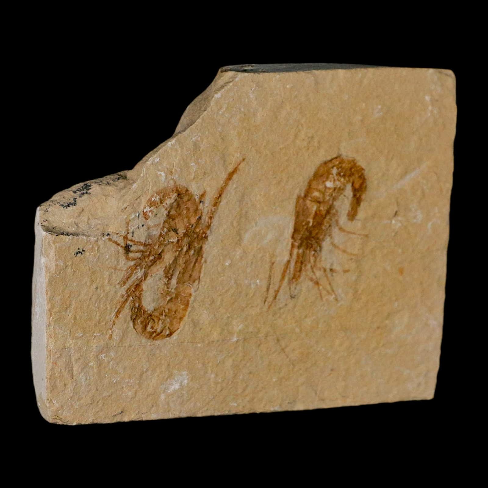 2 Two Fossil Shrimp Carpopenaeus Cretaceous Age 100 Mil Yrs Old Lebanon COA 5