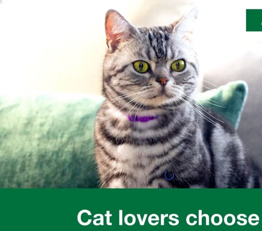 New date Cat Flea and Tick Treatment For Cats & Kitten 8 Weeks + 6 Doses 6