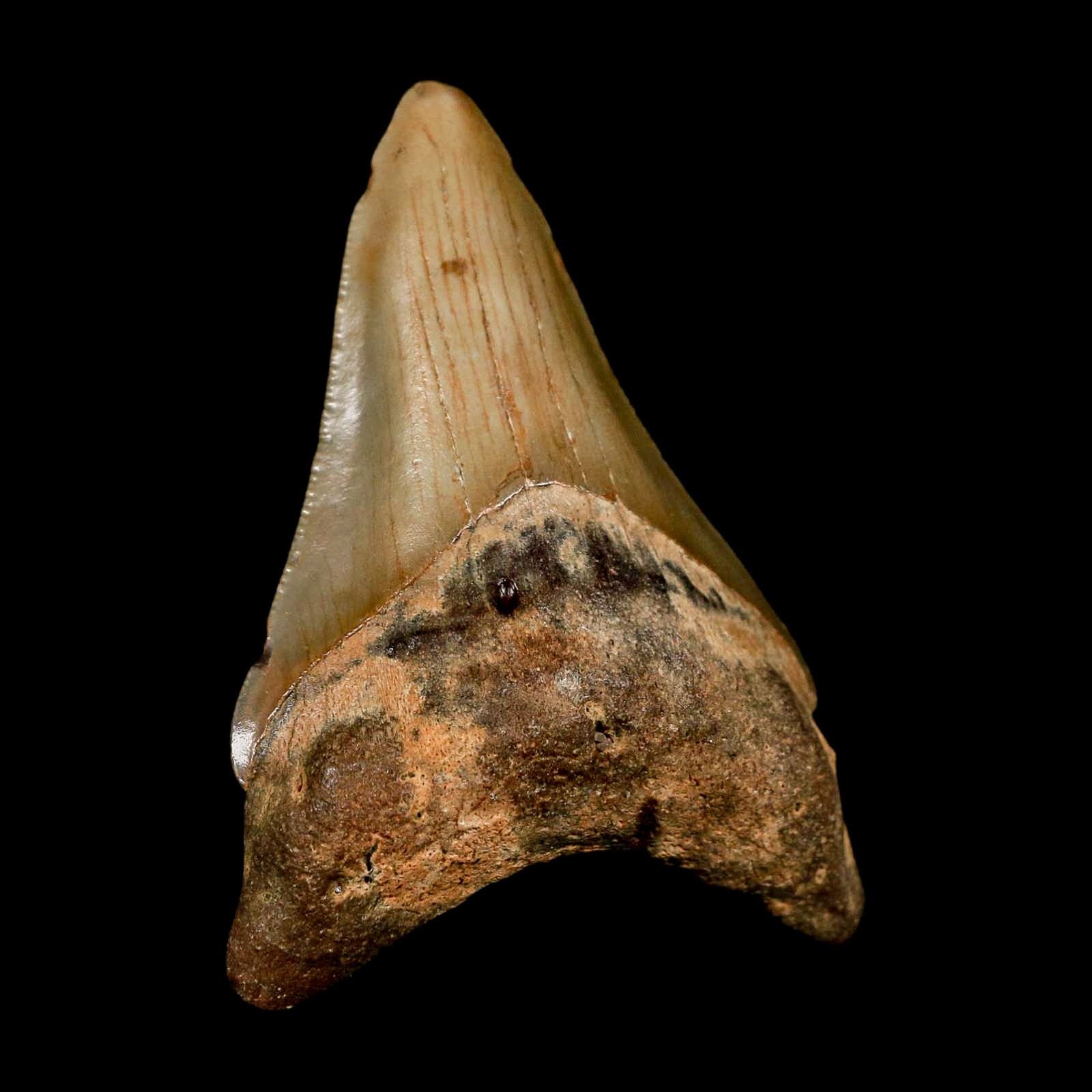 2.8" Quality Megalodon Shark Tooth Serrated Fossil Natural Miocene Age COA 2