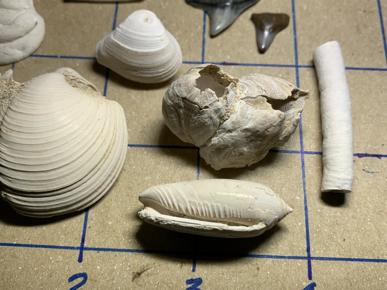 ☆Fossil Specimen 10 Pack - Berkeley Quarry S.C. - Barnacle-Dentalium-Teeth ☆300 6