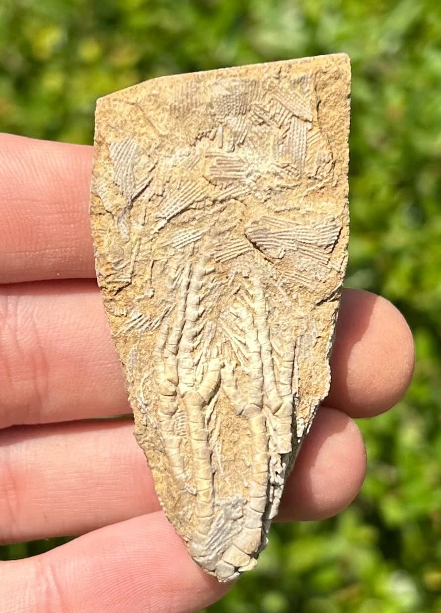 NICE Fossil Crinoid in Matrix Aphelecrinus Alabama Bangor Limestone Formation 2