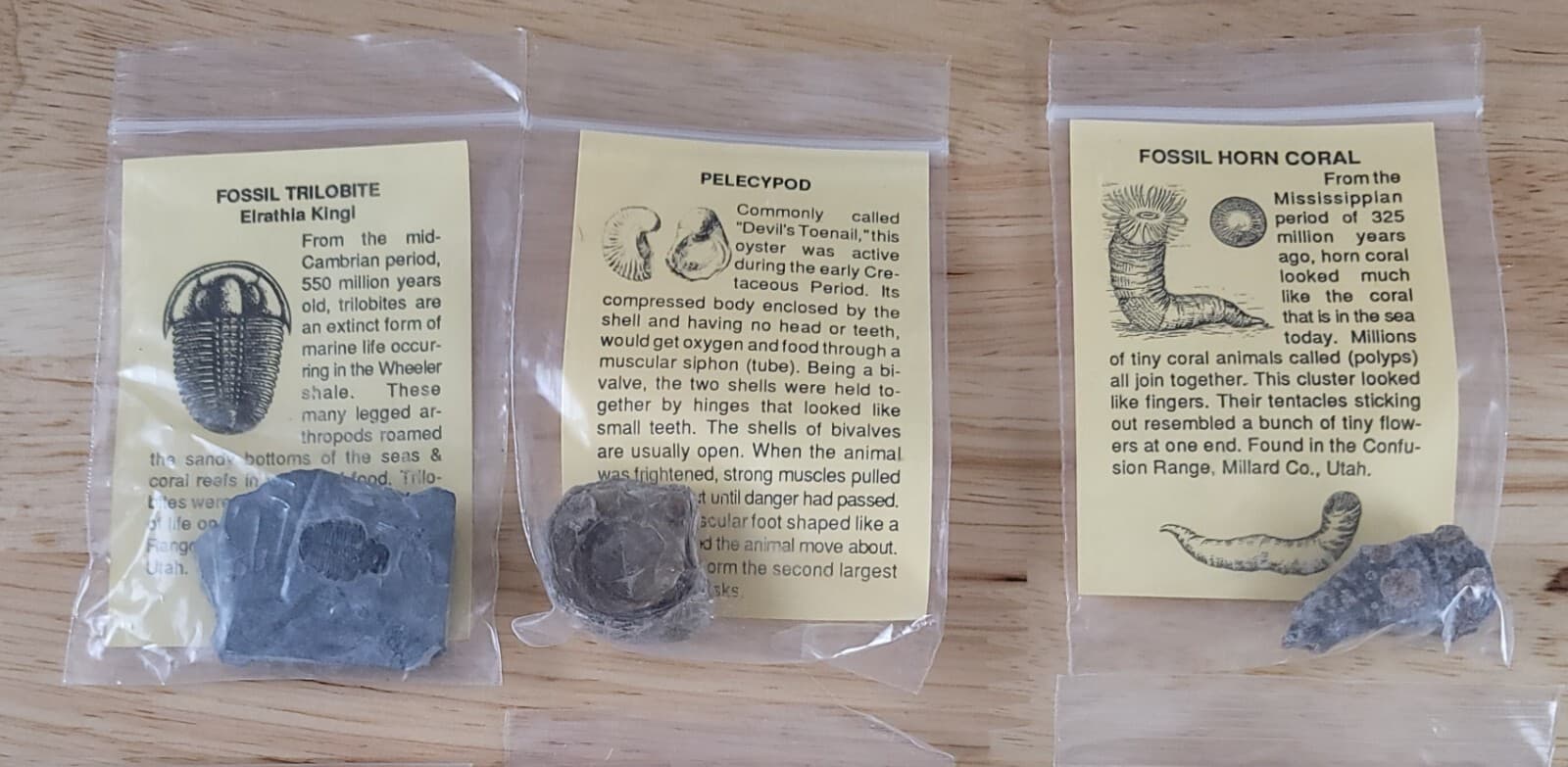 FOSSIL COLLECTION w/ASSOCIATED DESCRIPTIONS 12 Piece Set Trilobite-Dinosaur Bone 6