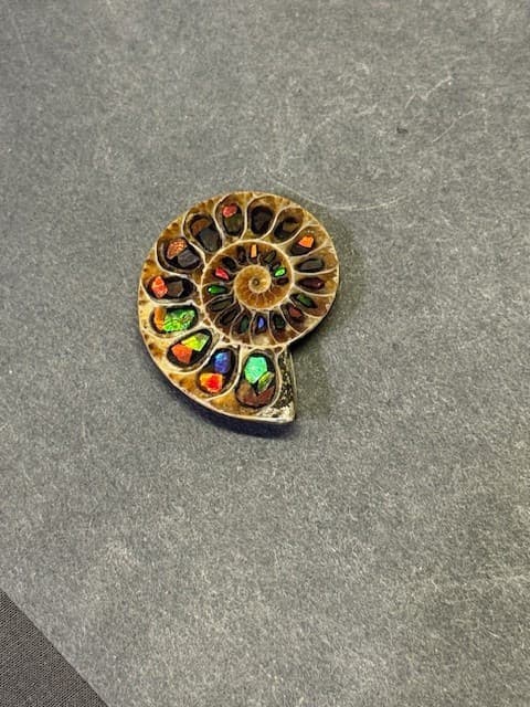 SPECTACULAR RARE,AMMOLITE(CANADA) INLAY IN FOSSIL AMMONITE(MADAGASCAR)SEE VIDEO! 2