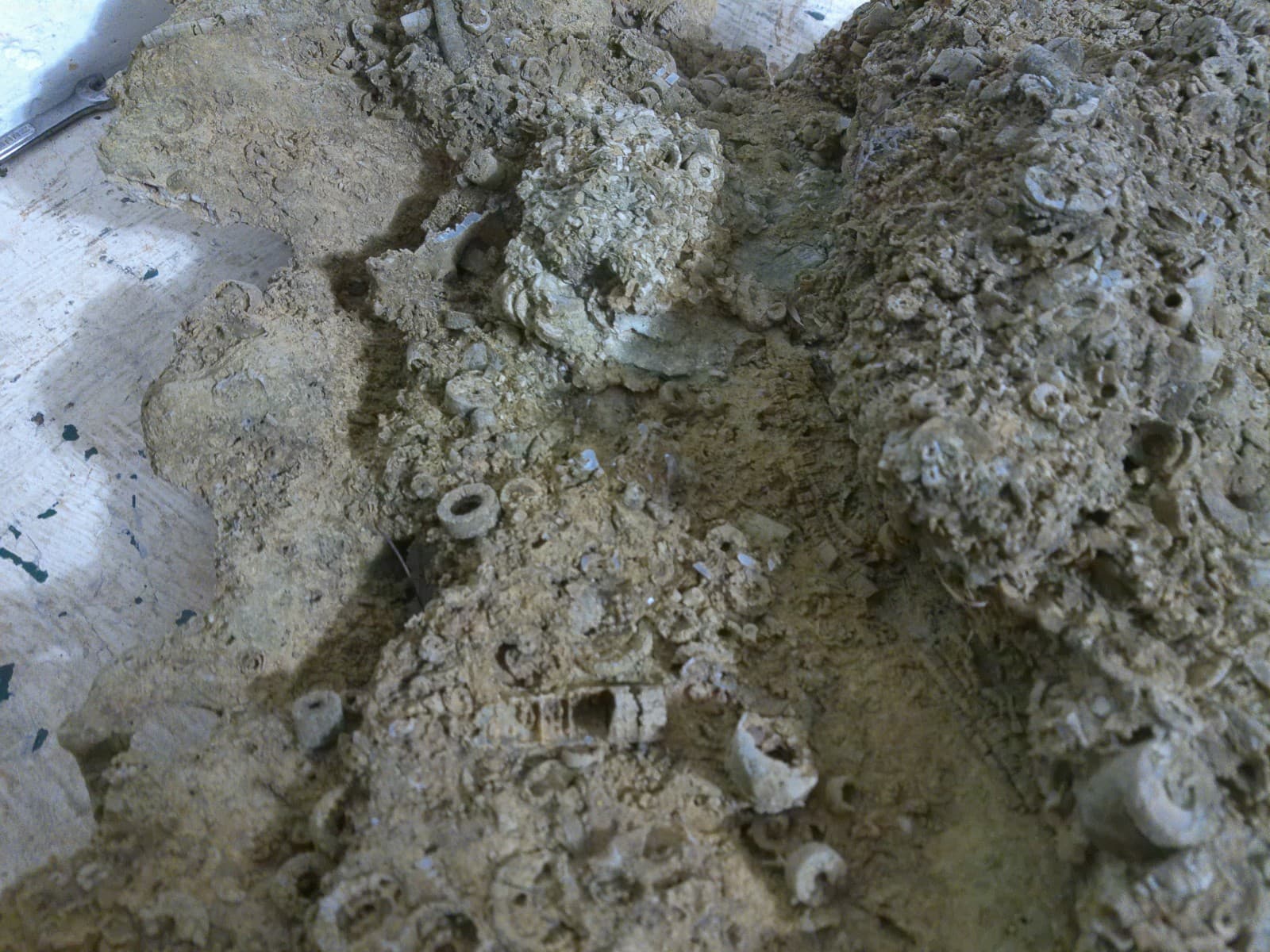 Ten of thousands Crinoids from Rock castle Kentucky 75 pounds Hugh 5