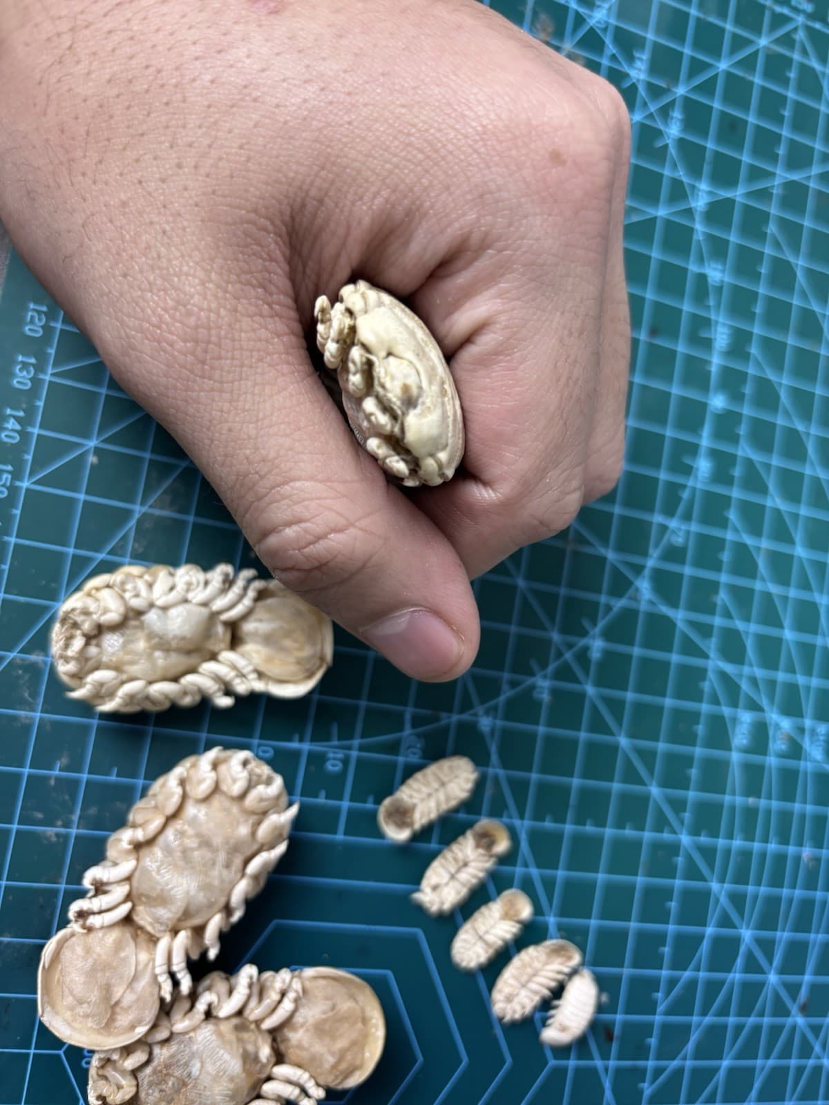 Very Rare Elthusa splendida Shark Parasite Deep Sea Isopod Taxidermy OnePair M&F 5