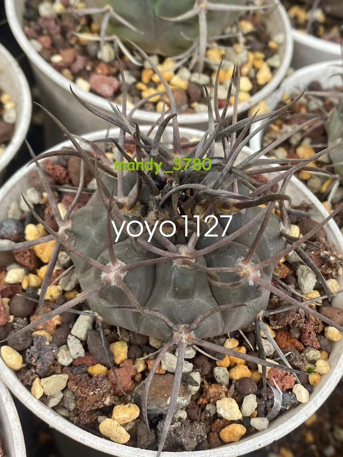 RareSucculent Plant Gymnocalycium hossei Boutique seedgrowth 2