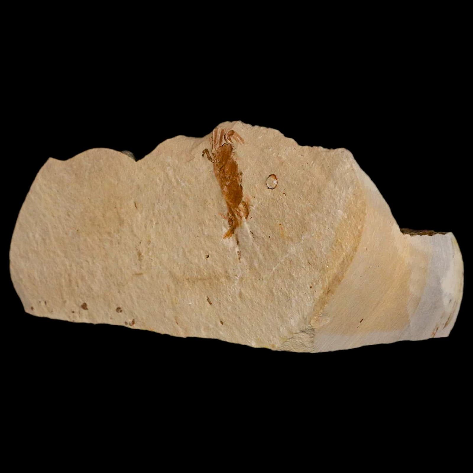 1.2" Fossil Crab Pinnixa Galliheri Pea Crab Monterey Cty San Luis Obispo Miocene 5