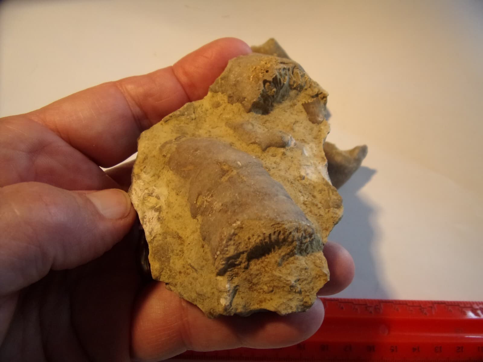 4 Prehistoric Fossilized Horn Coral - $13 s/h 3