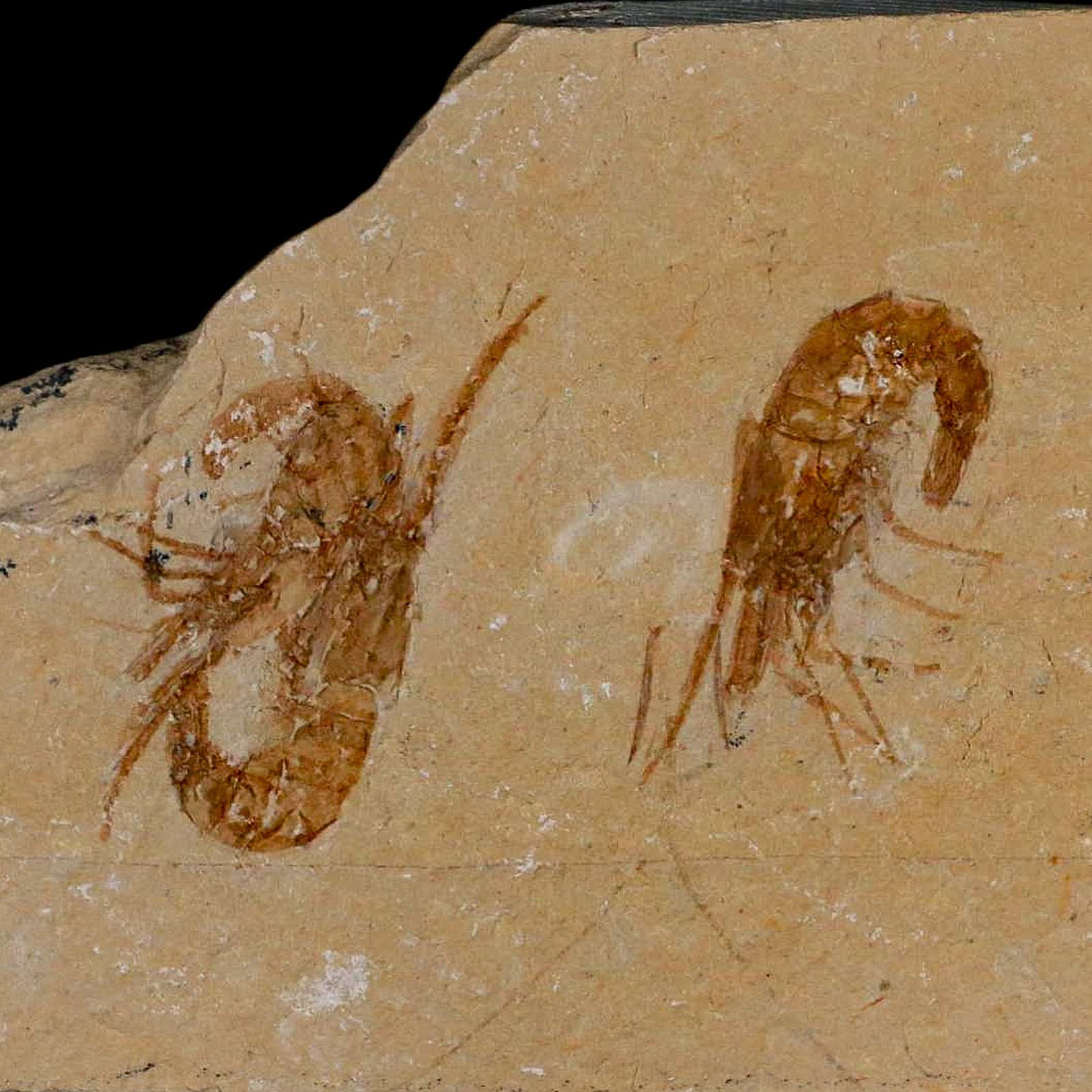 2 Two Fossil Shrimp Carpopenaeus Cretaceous Age 100 Mil Yrs Old Lebanon COA