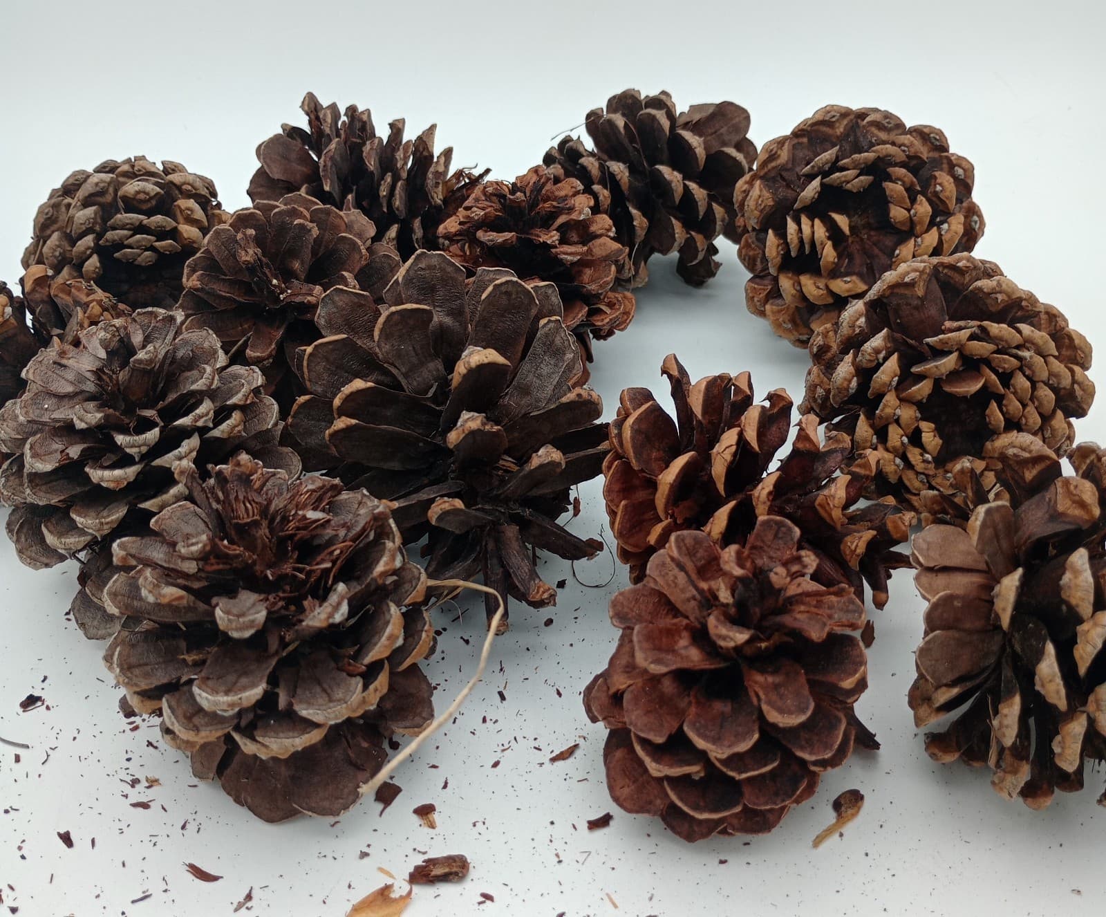 Lot of 15 All Natural Pine Cones 3 to 4" from Northern Arizona Tonto Forest 6