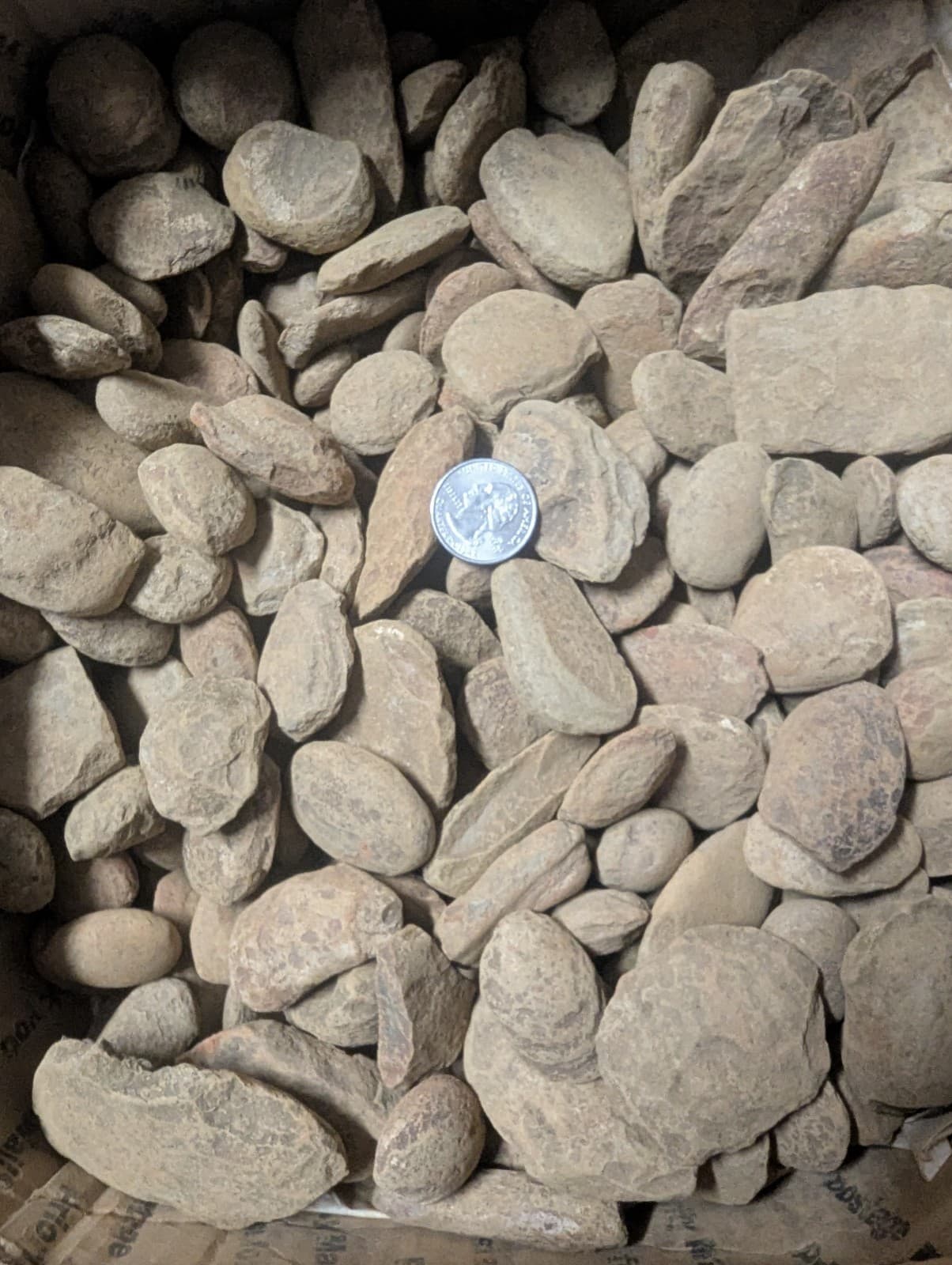 1 Mason creek fossil concretion per lot. Plant fern animal fish spider shrimp 2