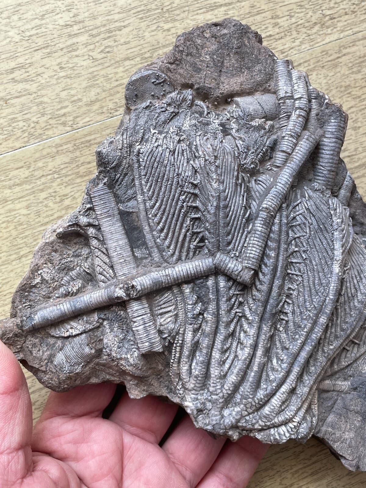 876g Triassic Natural crinoid specimen Geologic rock 5