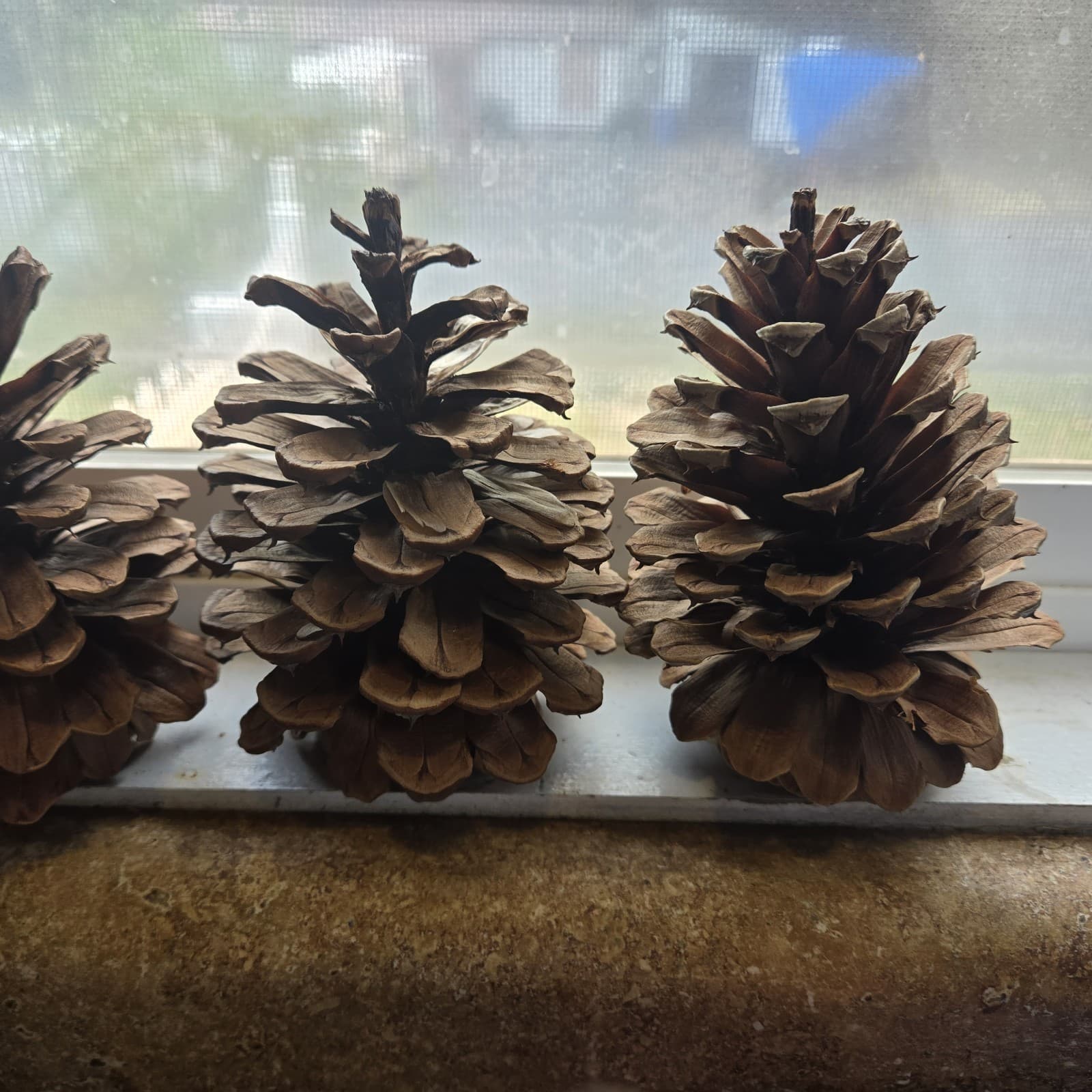 4 Nice Big Ponderosa Pinecones Over 5 Inches Washed And Oven Dried. 6 Ounces. 2