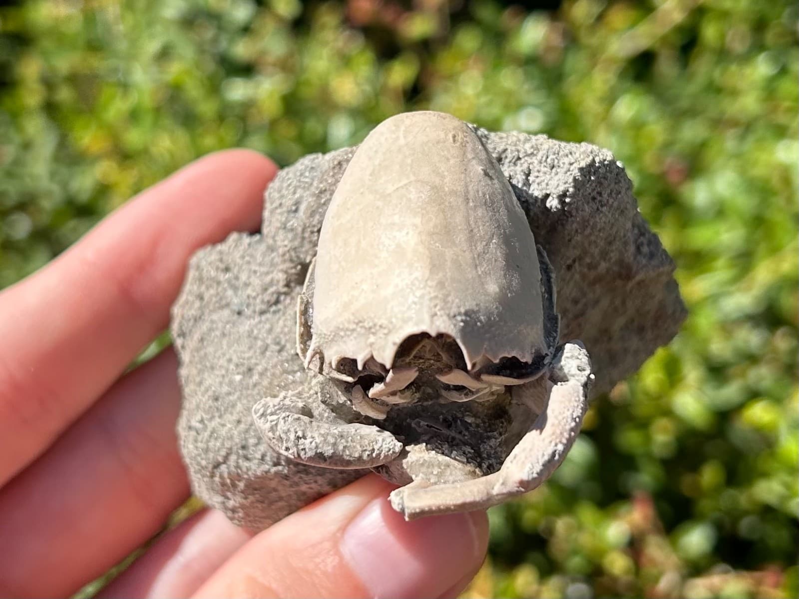 Florida Fossil Crab in Matrix Ranilia muriceta Pliocene Age Crustacean Rare 5