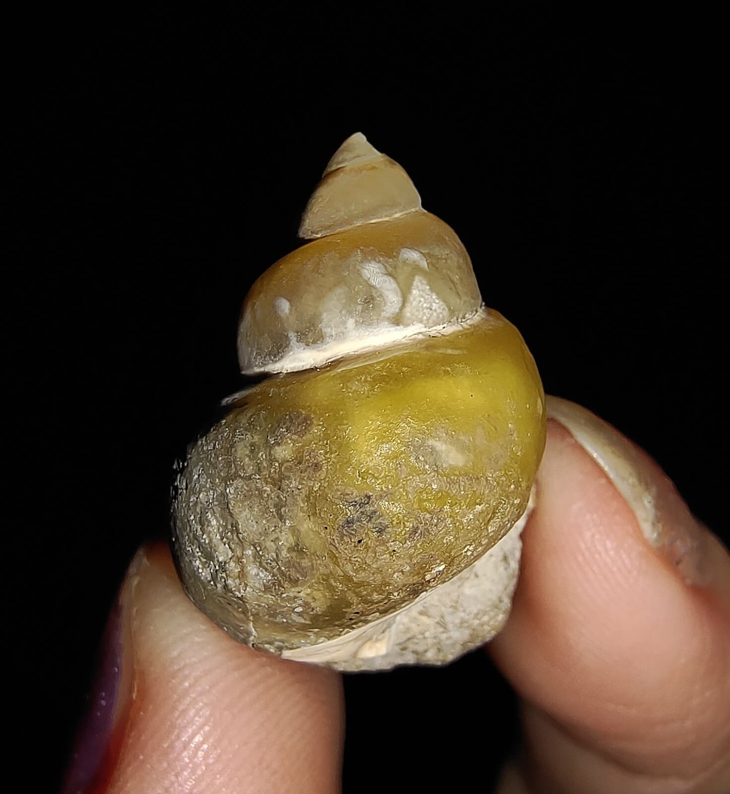 AMAZING AMMONITE! GASTROPOD SEASHELL FOSSIL VIVIPARIDAE FROM INDONESIA 22MM, 003 3