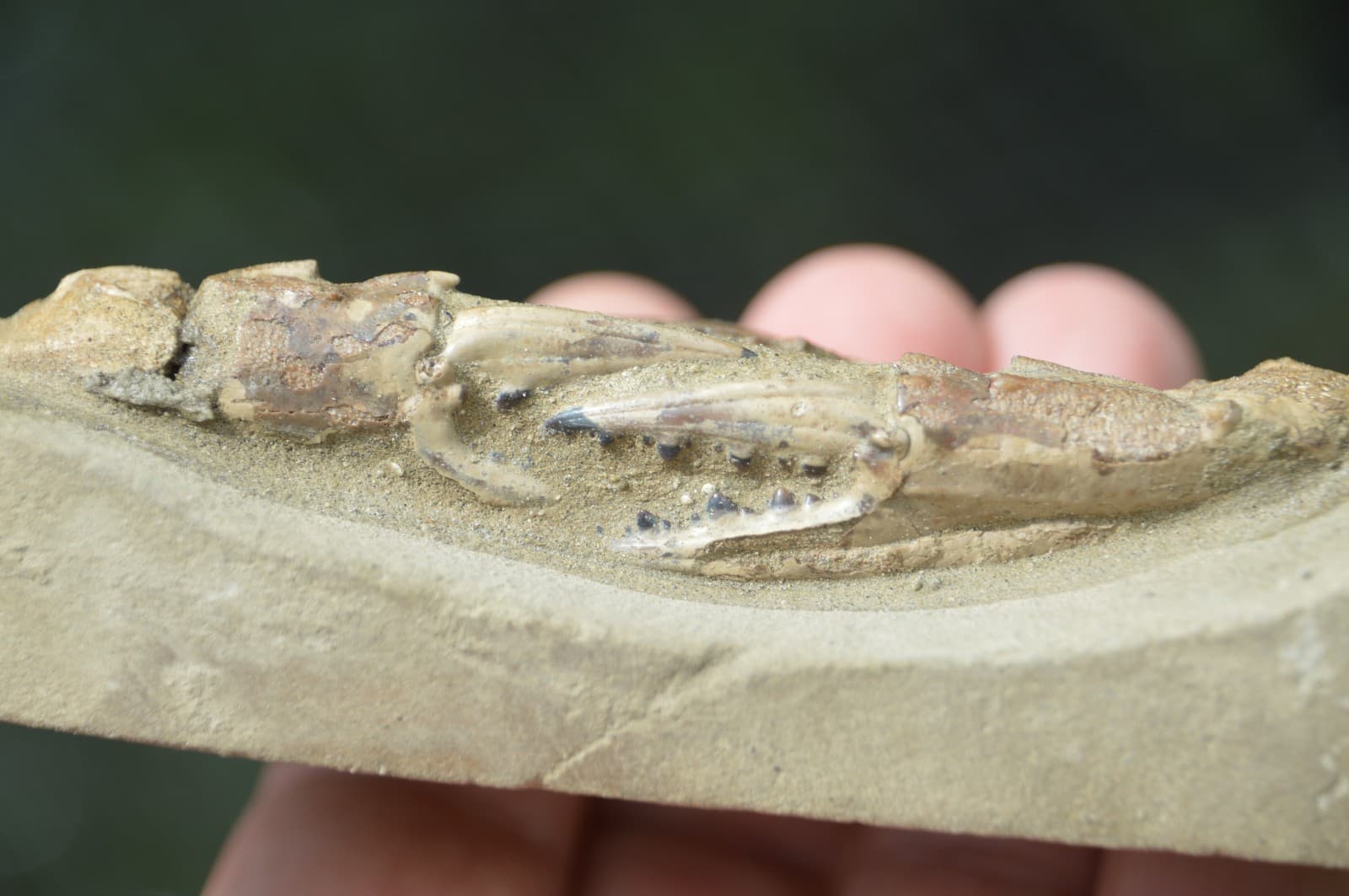 AMAZING FOSSIL CRAB FROM JAVA, INDONESIA BEST VALUE FOSSIL CRABS ANYWHERE! #3 3