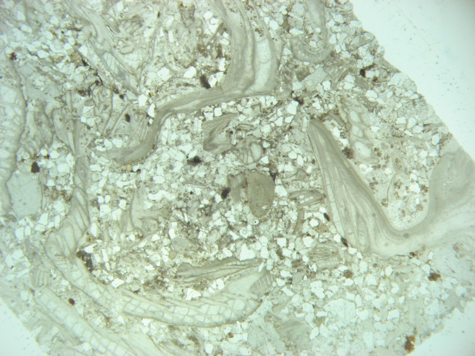 Geological Formation 25 Thin Section Slides Precambrian to Miocene Fossils Rocks 4