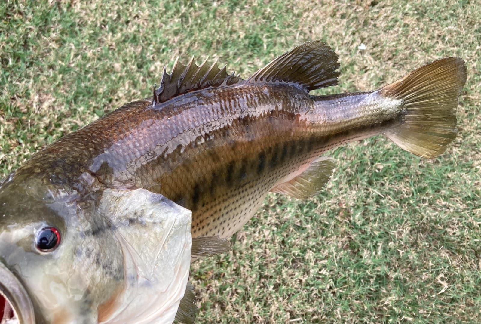 18" Largemouth Bass Taxidermy Fish Real Skin Mount !!  3