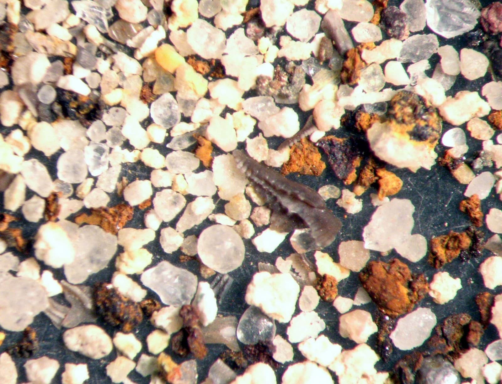 Mississippian Conodont microfossil matrix sample Chappel Limestone Super Rich 2