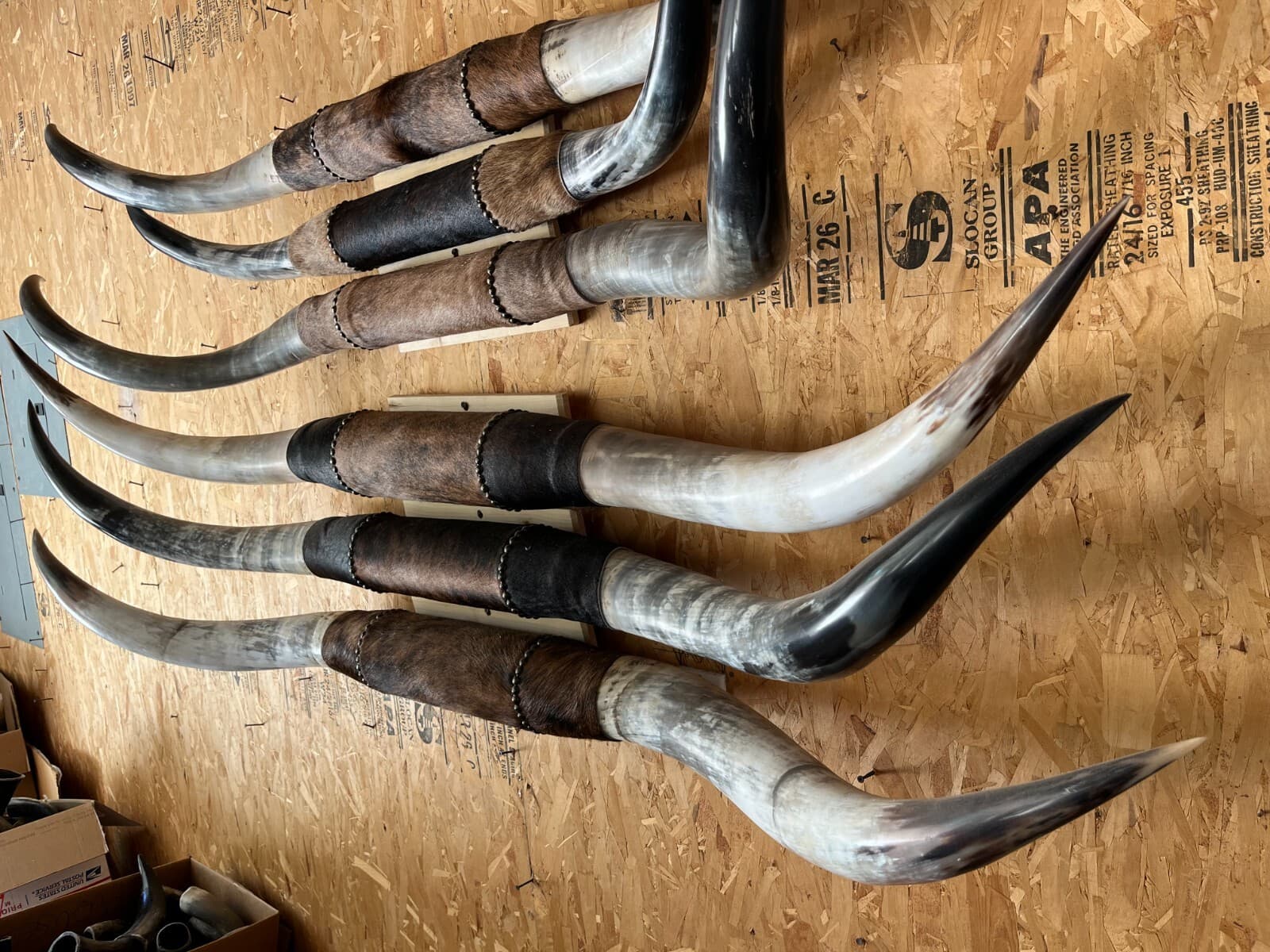 MOUNTED STEER HORNS 5'   WIDE to 5' 6" LONGHORN POLISHED NEW MOUNT BULL COW 2