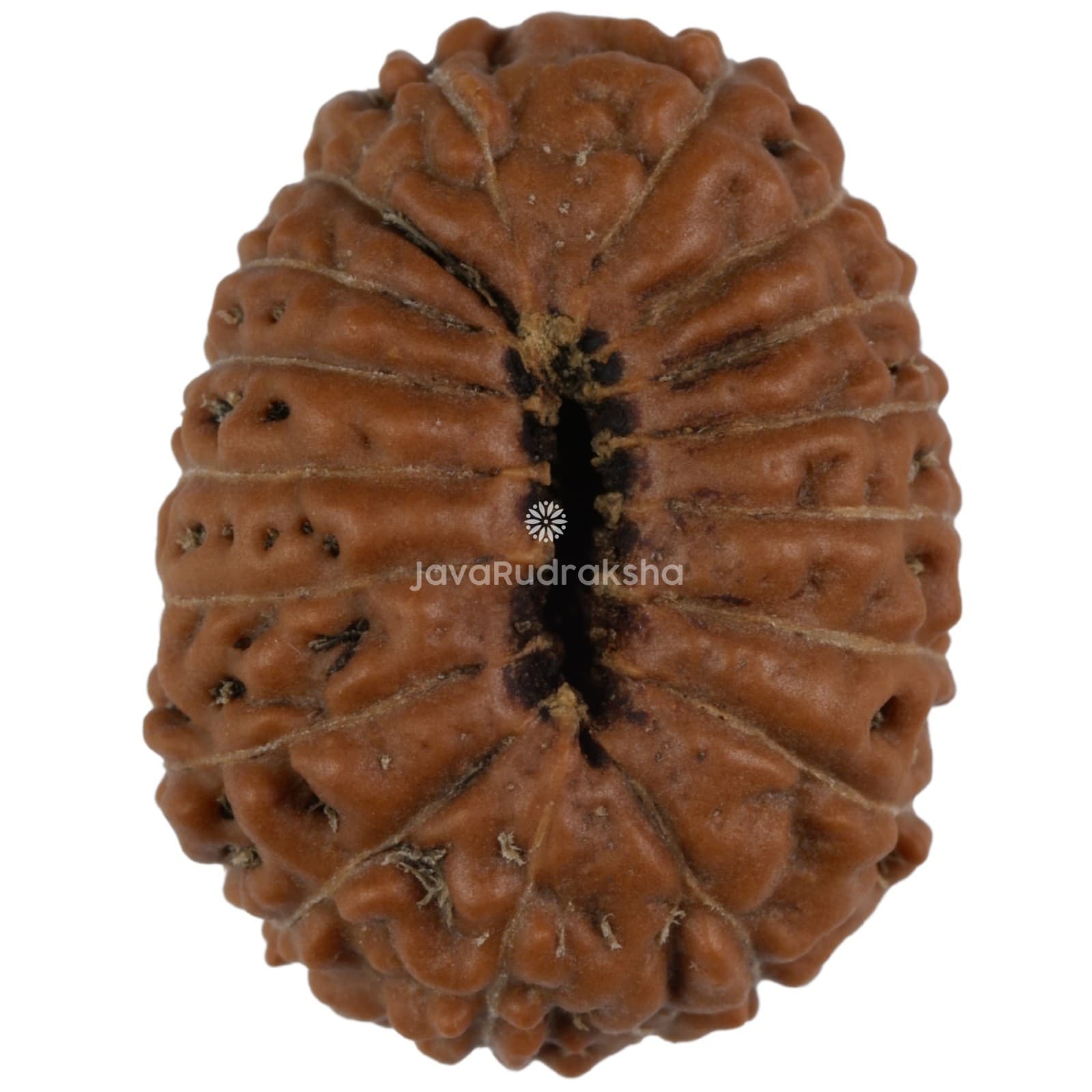 17 Mukhi Rudraksha 19.73 mm Java Bead | Grade A Large | Genuine Natural Bead 2