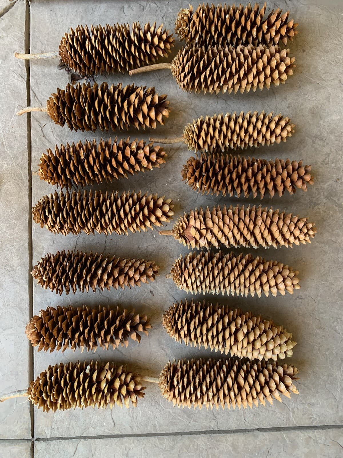 (2) Medium Sized - Sugarpine cones from Northern California Tahoe area FREE ship 2