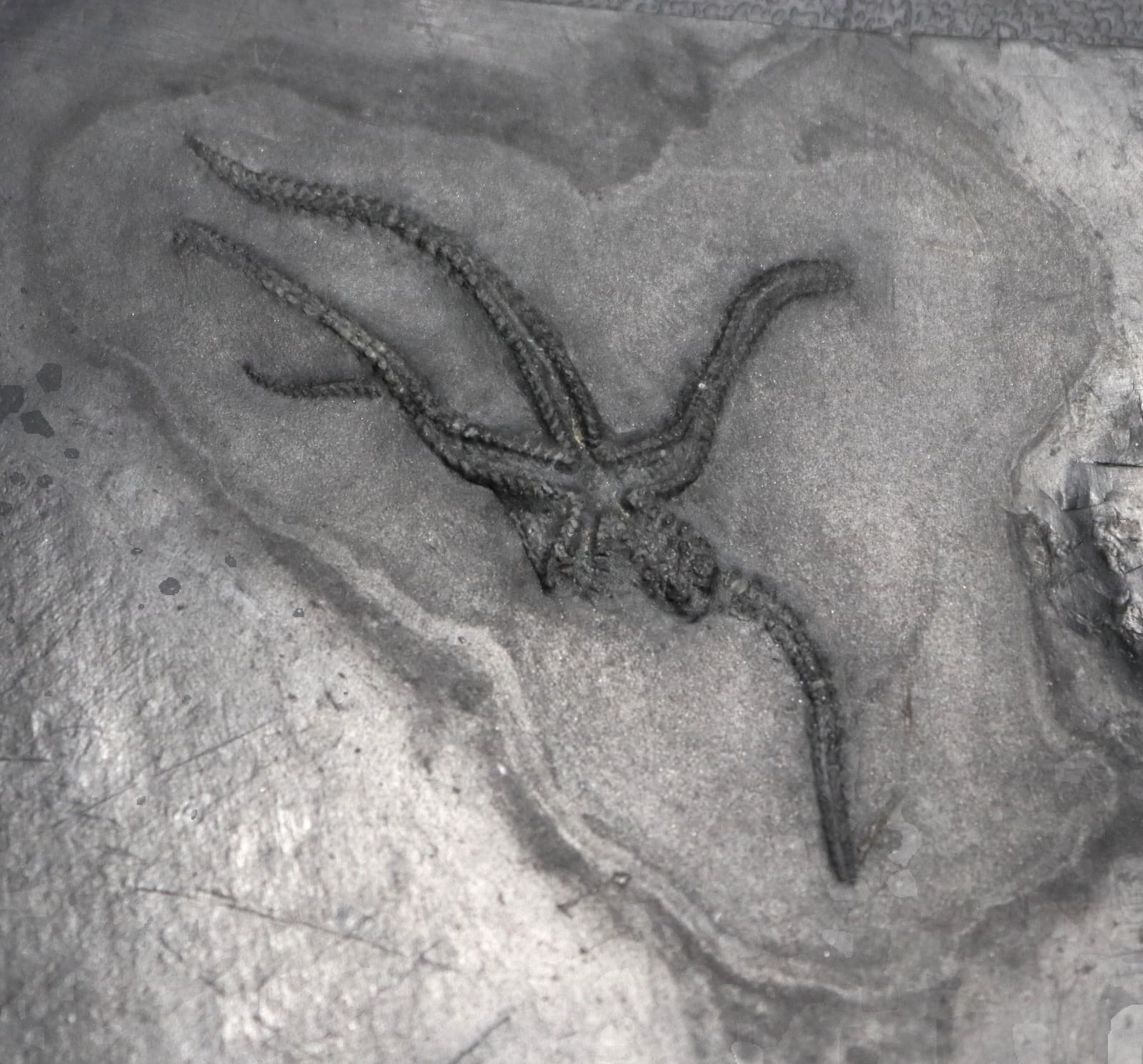 Killer Urasterella asperulu Devonian Starfish from Bundenbach. Germany 3