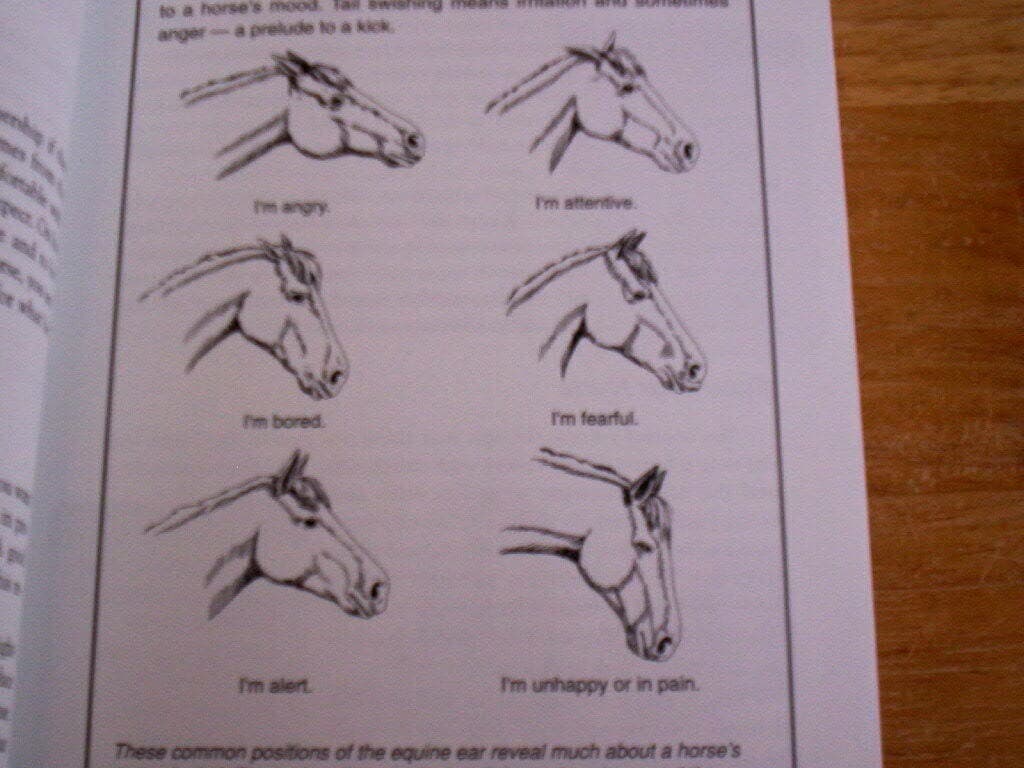 Storey's Guide to Training Horses Ground Work Driving Riding English Western 2