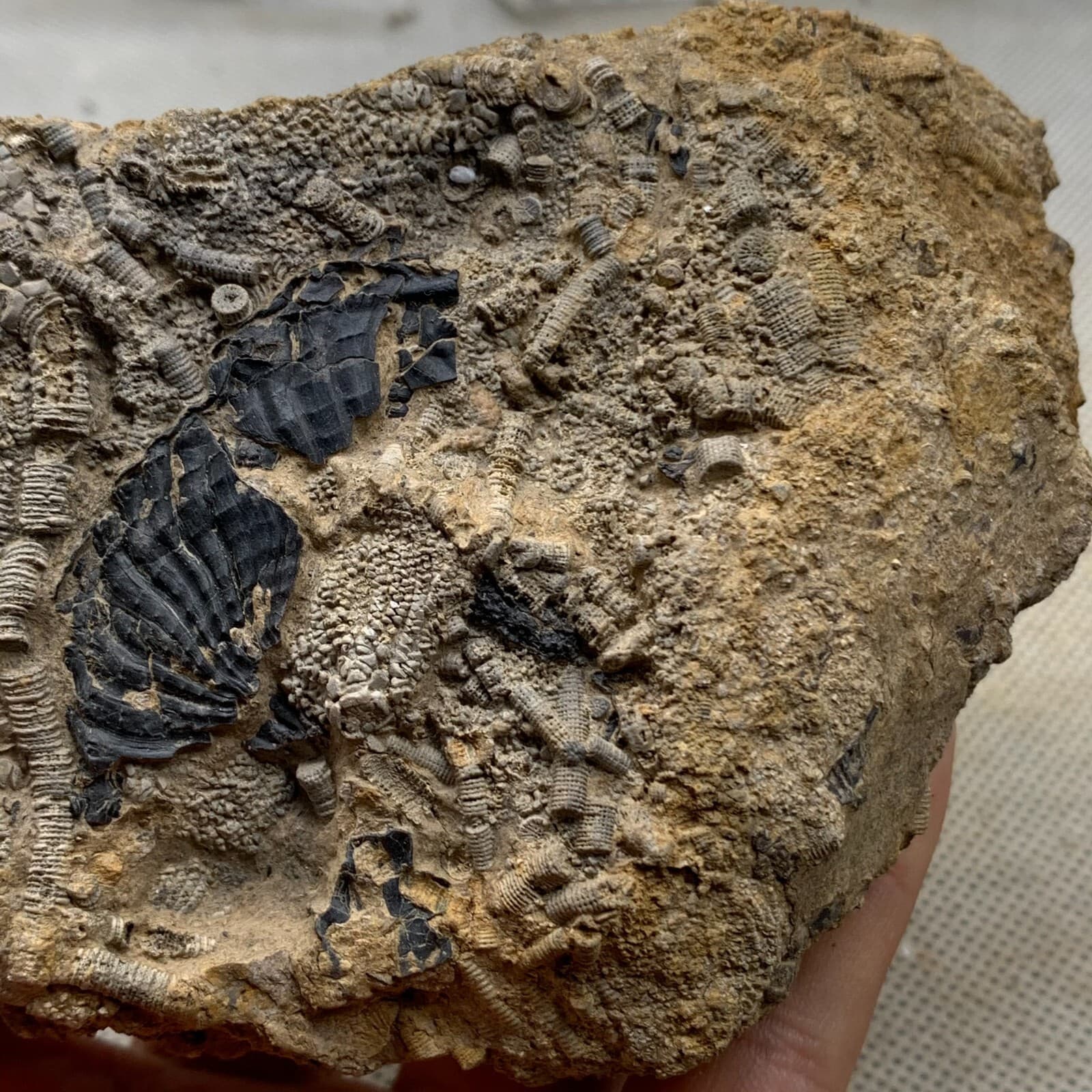 380 grams of fossils of crinoid from the Guanling Biota in Guizhou 3